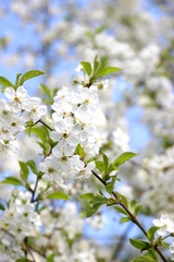 Cherry blossom. Spring blossom background. Blossom tree. Summer print. Spring print. Cherry flowers. Cherry tree branch