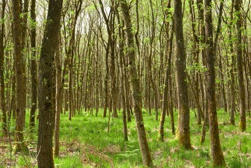 Sous-bois au printemps