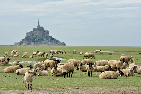 La baie du Mont-saint-Michel avec les moutons des pr&eacute;s sal&eacute;s
