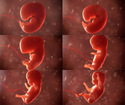 embryo life realistic visualisations set 3d rendering