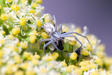 Spider hunting