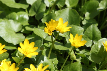 Fototapeta premium Yellow flower