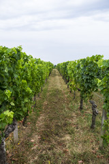 Fototapeta na wymiar Row of vines at vineyard