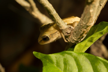 The brown frog.