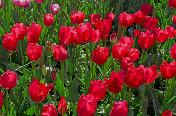 Beautiful background of tulips in spring