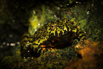 East asian bullfrog