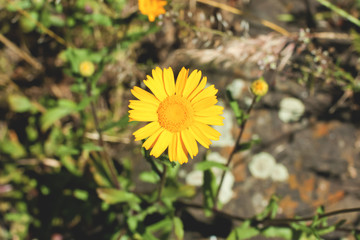 Yellow Daisy