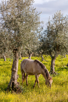 Pregnant mare from the Alter Real breed, a high-end Lusitano Horse, in Coudelaria de Alter. Alter do Chao, Portalegre, Portugal. © StockPhotosArt