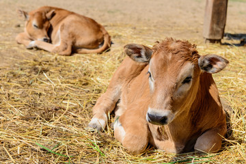 Naklejka na ściany i meble calf cow in farm