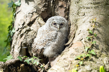 Tawny Owl / Tawny Owl in front of a tree