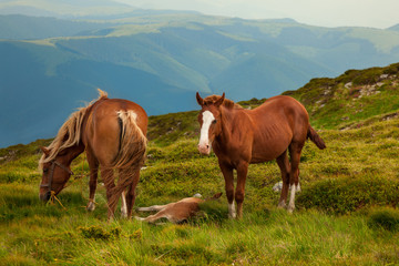 Family of horses