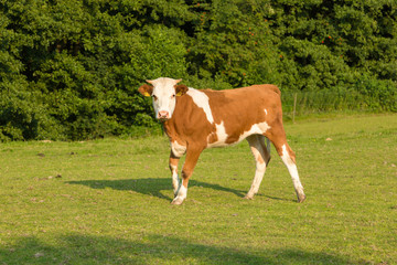 Fototapeta na wymiar junge Rinder auf der Weide im Frühjahr