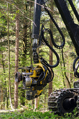 Forest harvester felling head. Heavy forestry vehicle employed in cut-to-length logging operations for felling, delimbing and bucking trees. 