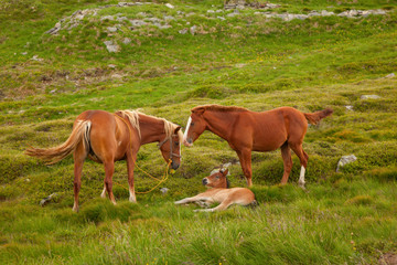 Family of horses