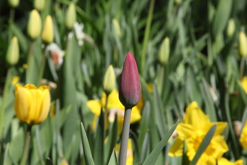 Obraz premium Tulips