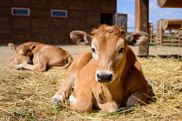 calf cow in farm