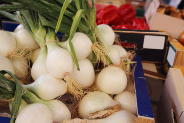 Onion at market