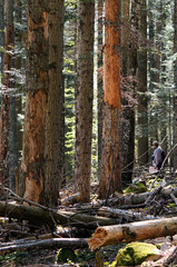 A person is doing research in beech-fir forest.