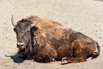 Fototapeta premium American bison animal
