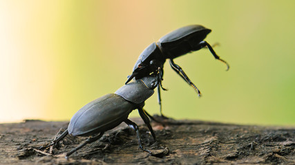 Two Lesser stag beetles (Dorcus parallelipipedus) are fighting. 