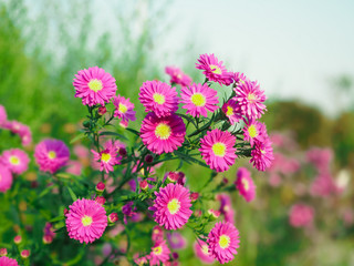 Fototapeta premium beautiful pink cutter flower on the garden