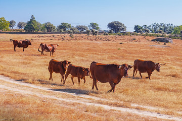 Cows of the Alentejana Breed (Raca Alentejana) bred free in the vast rural fields. Alentejo Region of Portugal.