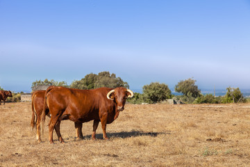 Cows of the Alentejana Breed (Raca Alentejana) bred free in the vast rural fields. Alentejo Region of Portugal.