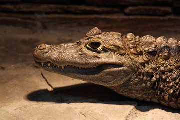 Crocodile