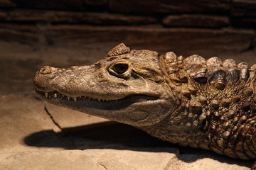 Crocodile