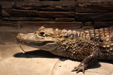 Crocodile
