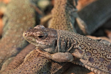 Lizard