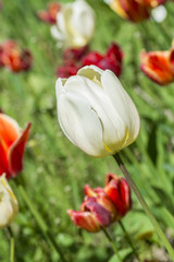 A flower bed with white and red tulips
