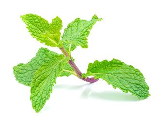 close up shot on herbal mint leaf isolated