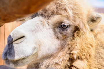 Fototapeta premium bactrian camel animal