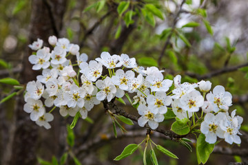 цветущая ветка яблони