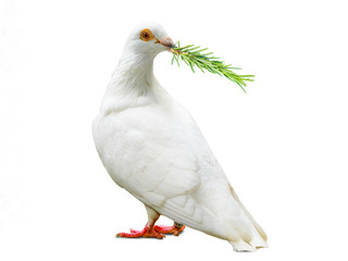 white dove bird isolated on white