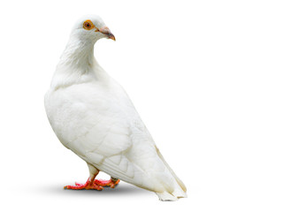 white dove bird isolated on white
