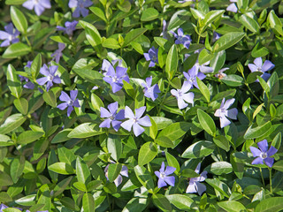 Immergrün, Vinca, Hundsgiftgewächs