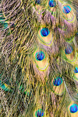 peacock feathers background