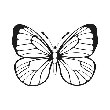 butterfly pattern vector