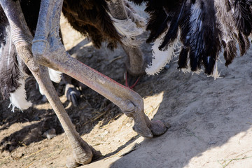 bird ostrich legs © inna_astakhova