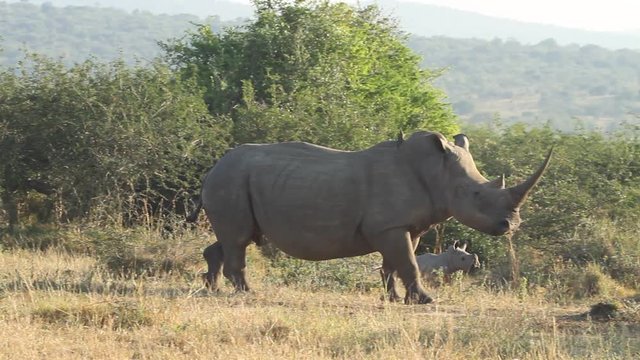A slow pan shot of ox peckers flying off the white rhino as it runs around  , the calf chases some ox peckers away.