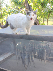 Кот хочет рыбы
the cat wants the fish