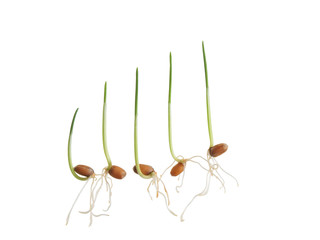 Sequence of wheat plant growing isolated
