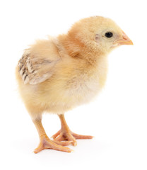 Small yellow chicken