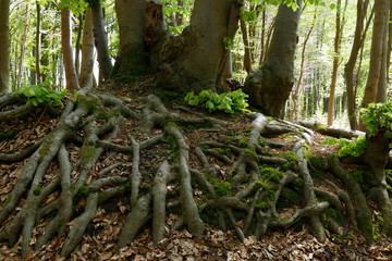 Bizarres Wurzelgeflecht eines Baumes