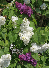 Bl&uuml;hender Flieder, Syringa
