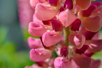 Fototapeta na wymiar pink lupine flower close up with water drops 