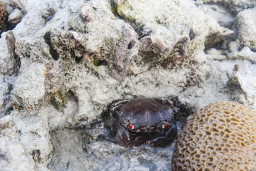 coral reef at low tide