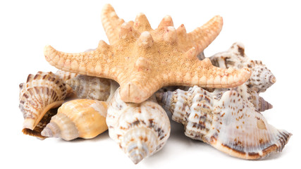 set of seashells with starfish